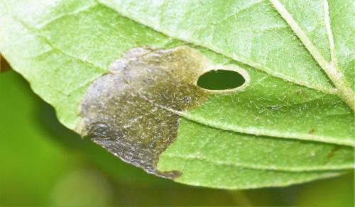 Antispila petryi